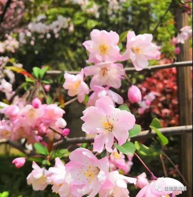 小区实景展示微信搜索佳信凯旋城扫码关注领现金红包长按识别图中