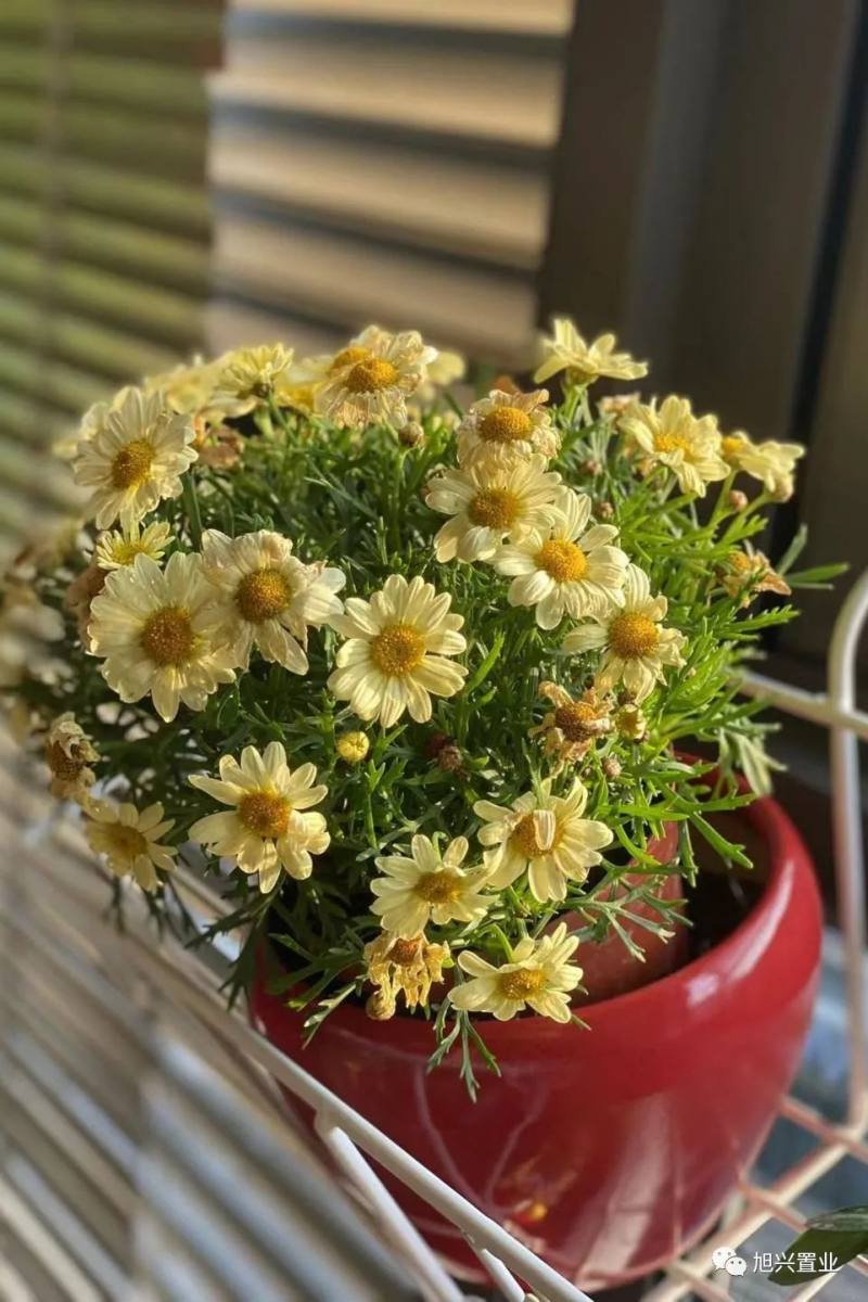 如莲的玉兰没有富贵的牡丹没有华丽的芍药春天是小旭拍照最多的季节