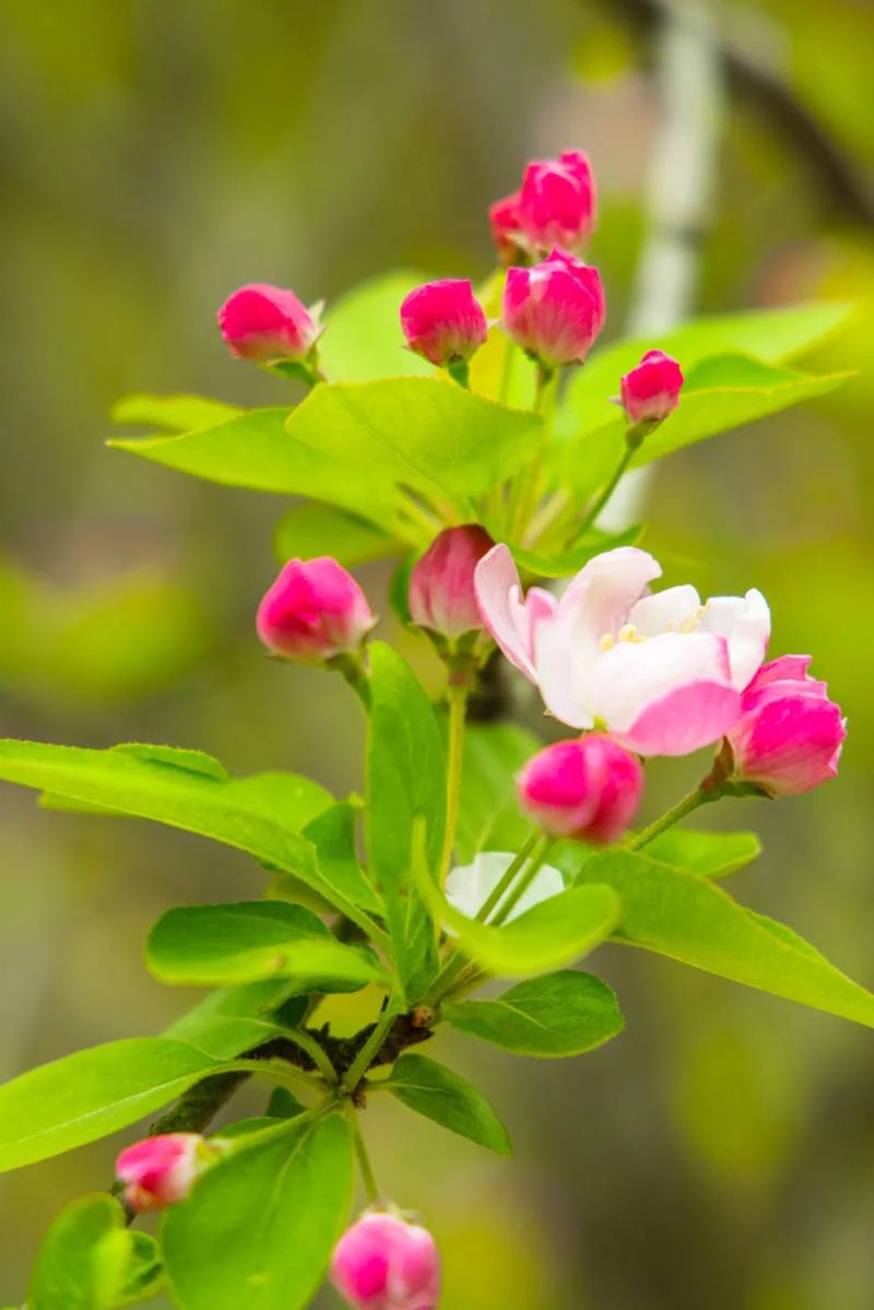 凯旋湾美图荆门油菜花节开幕还有这些赏花攻略